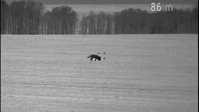 Fox pulsar xq50 смотреть онлайн