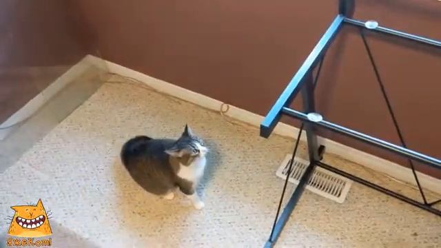 Обманочка вышла. ЯжеКОТ! смотреть онлайн