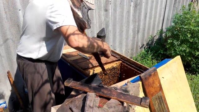 РАБОТА В ПОЛЬШЕ ПАСИКА МЕД ОПАСНО смотреть онлайн