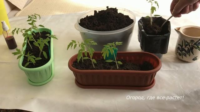 449. Пора пересаживать рассаду смотреть онлайн