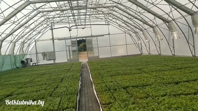Умные теплицы. Полность автономные и автоматические, без участия персонала. Belklubnika.by.mp4 смотреть онлайн