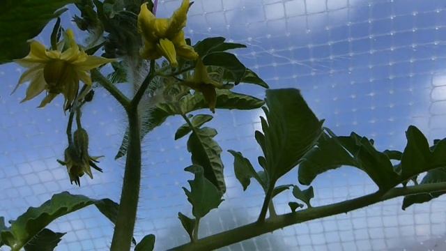 Томат "черный барон" смотреть онлайн