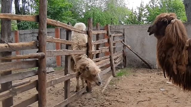 ПОЧЕМУ У НИХ ВЕРБЛЮДЫ ТАКИЕ ОБЛЕЗЛЫЕ? МОЖЕТ ОНИ БОЛЬНЫ?" смотреть онлайн