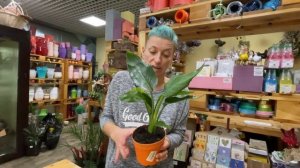 Стрелиция Королевская  | Растение Райская птица | Секреты ухода за стрелицией