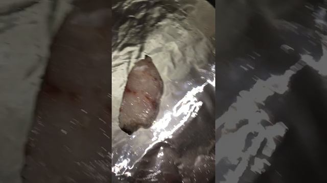 Готовлю макрурус. Часть 8. смотреть онлайн