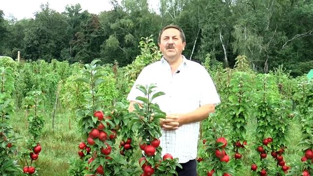 Колоновидные груши, сливы и абрикосы. Миф или реальность? смотреть онлайн