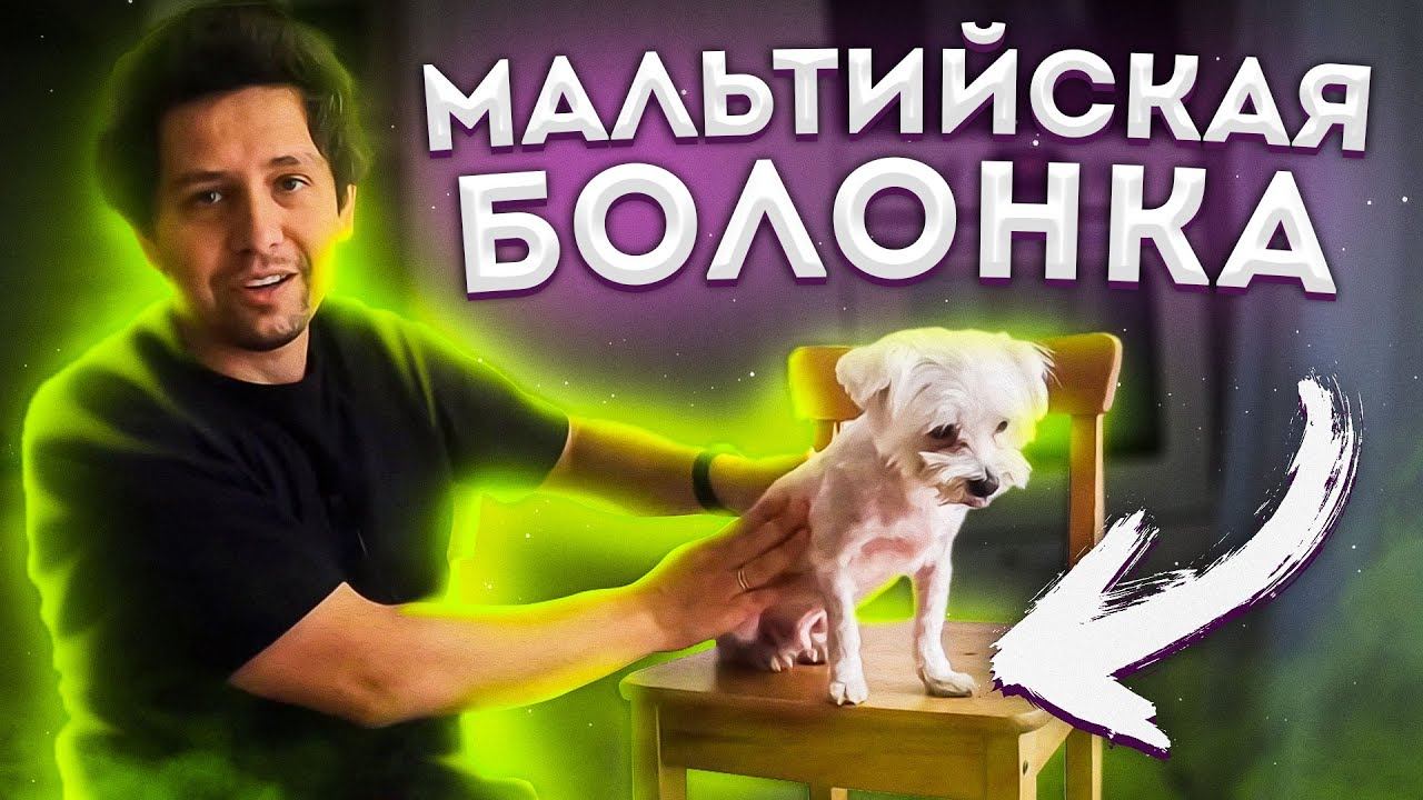 НИКОГДА НЕ ЗАВОДИТЕ МАЛЬТИЙСКУЮ БОЛОНКУ НЕ ПОСМОТРЕВ ЭТО ВИДЕО ПРО БОЛОНКУ МАЛЬТЕЗЕ: ЧАСТЬ 2 смотреть онлайн
