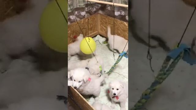 щенки БШО. 1 месяц. смотреть онлайн