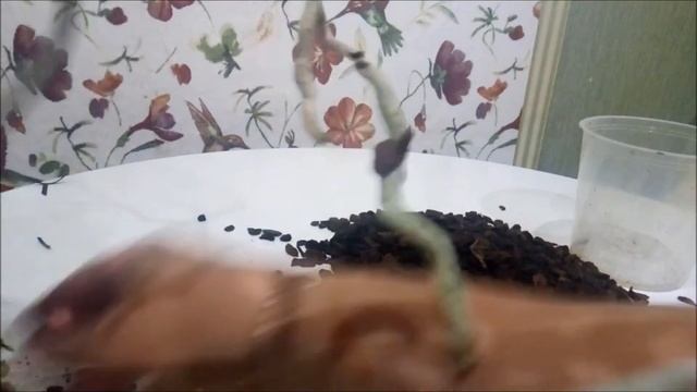 Орхидея в подарок))) Не предвиденная пересадка)) Несколько советов про полив))) смотреть онлайн