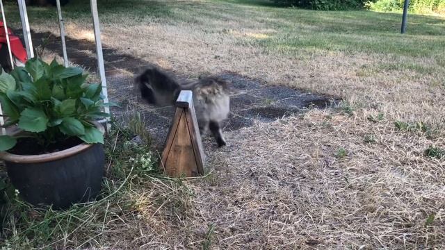 С приездом, родительница! ?Норвежская кошка Соня. Norwegian forest cats. смотреть онлайн