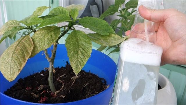 Si te beni vete ilac (spray)ne shtepi per lulet,funksionon 100 %.Si t’i zhdukni insektet nga lulet смотреть онлайн