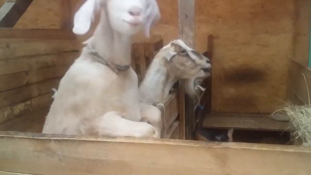 Животные Скотного двора смотреть онлайн