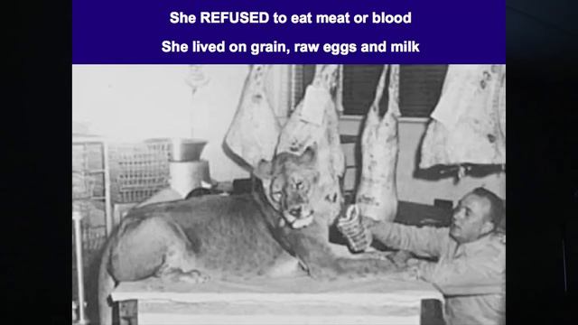 The Real Noah's Ark | True Worldwide Flood Explained | Rare Accurate Bible Story смотреть онлайн