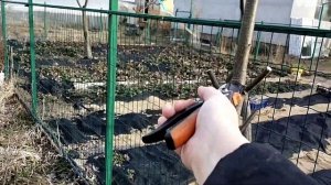 Как привить грушу на рябину обыкновенную