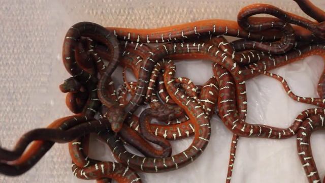 Corallus caninus second litter of 2017 смотреть онлайн