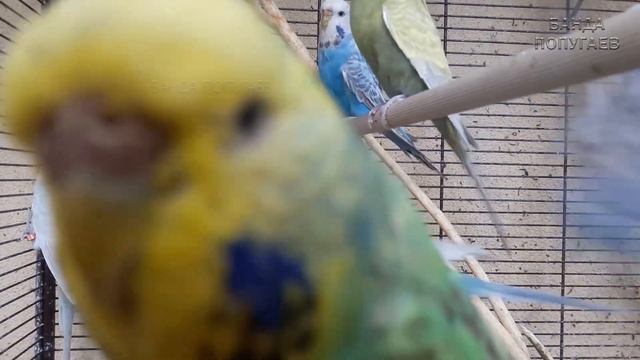 ? Учим попугая по имени Аркаша говорить, видеоурок 1: "Аркаша красавчик" смотреть онлайн