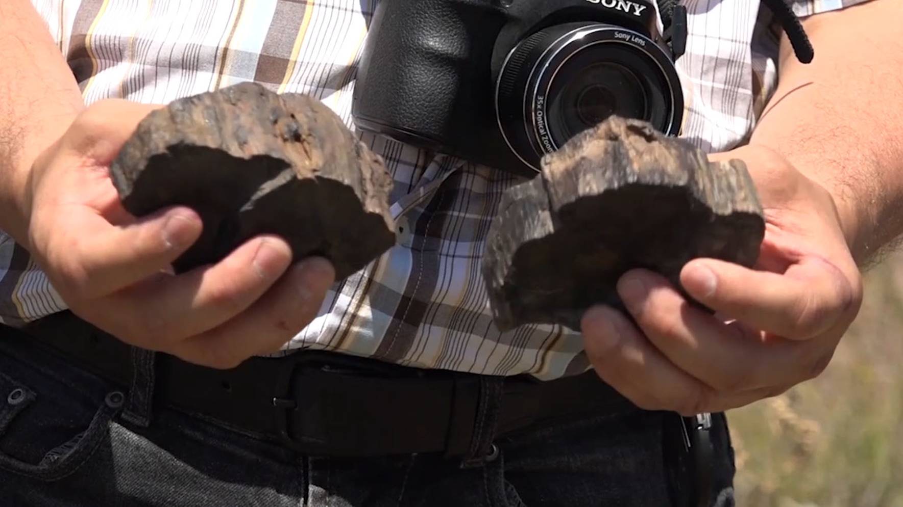 Первые на Земле деревья смотреть онлайн