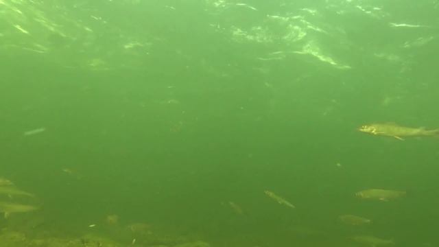 В царстве вишерского хариуса смотреть онлайн