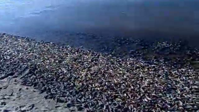 Конец света 2012. Бычки-2 28062012 смотреть онлайн