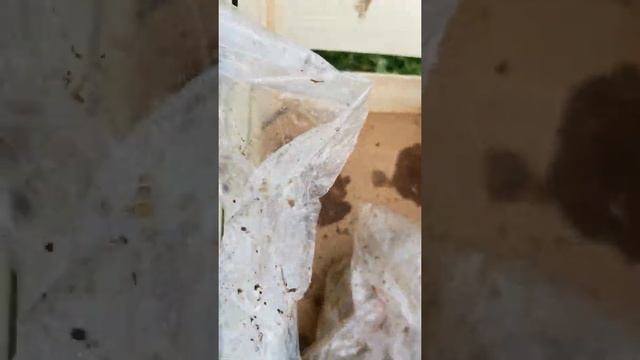 Рассада клубники фриго, сорт "Фурор". смотреть онлайн