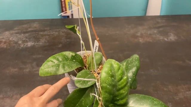 Хойя монете сплеш ( Hoya Monnetae splash) один из сортов, у которого и листья и цветение прекрасны смотреть онлайн
