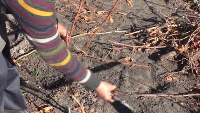 Осенняя обрезка 2-х летнего куста винограда для новичков! смотреть онлайн