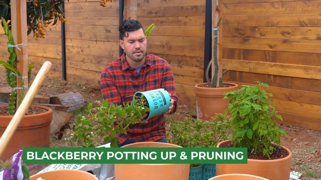 How to Grow Raspberries, Blueberries, and Blackberries in Containers смотреть онлайн