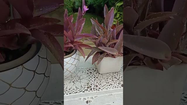 Purple Heart plant смотреть онлайн