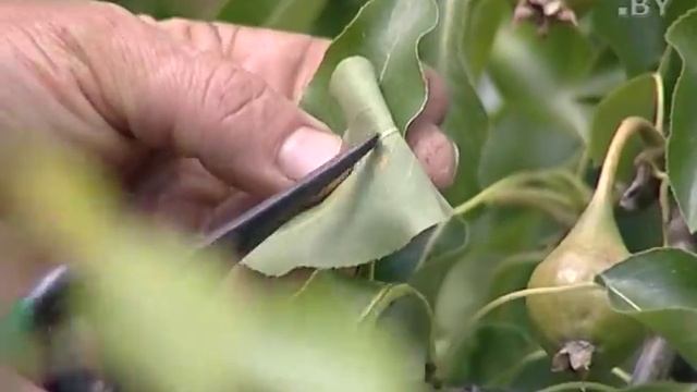 Как защитить сочные плоды груши от вредителей? смотреть онлайн