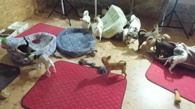 КОРМЛЕНИЕ ЧИХУАХУА смотреть онлайн