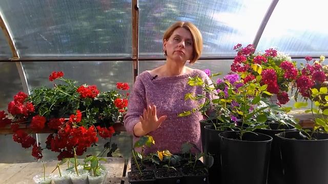 Черенкование роз осенью 2019. Прошло 3 недели смотреть онлайн