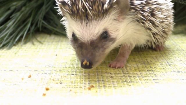 Hedgehog eating dry cat food Animals / ASMR #20 смотреть онлайн