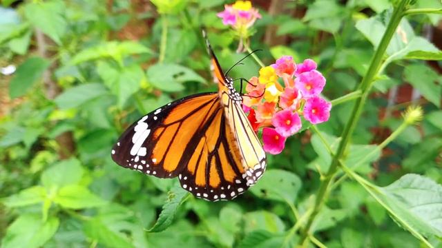 Relax music for soul . Butterfly. Nature. Meditation. 4K 2022 смотреть онлайн