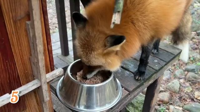 ЛИСЯО. Алиса - Лиса. Веселье в яме