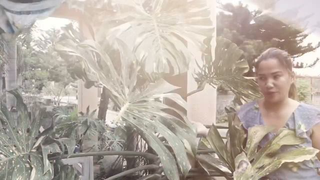 GIANT MONSTERA | How To PROPAGATE MONSTERA THAI CONSTELLATION EASY WAY| Lovekye 8 смотреть онлайн