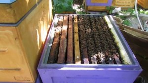 увидел маточники в семье пчел , лучше сделать искусственный рой, а не срывать маточники - часть 1