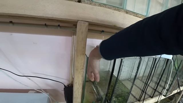 ‼️Неон на нерест✅️ Гуппи на нерест✅️ Петушки на нерест✅️ смотреть онлайн