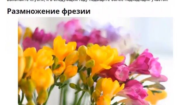 Фрезия. Посадка и уход за фрезиеей. Красивые цветы для сада.