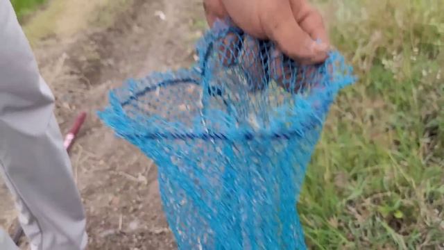 Baam Fishing|Fisher Man Catching The Indian Eel Fishes|Unique Fishing|Awesome Fishing|Fish Catching смотреть онлайн