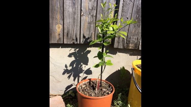 Обзор цитрусовых саженцев на продажу 08/2019. Marianablog.ru (МарианаБлог).Цитрусы и ЗОЖ смотреть онлайн