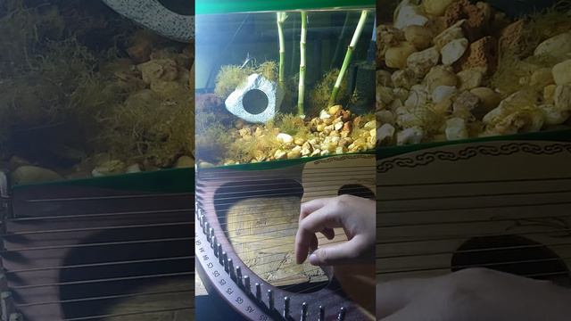 Play Date by Melanie Martinez | Lyre Harp Cover | Full смотреть онлайн