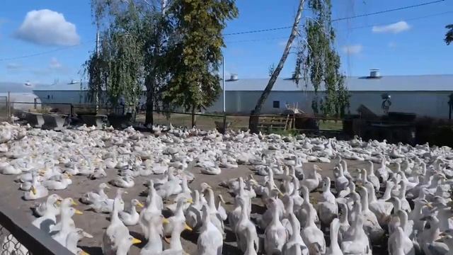 "Татарстан Сегодня" Актанышский район смотреть онлайн