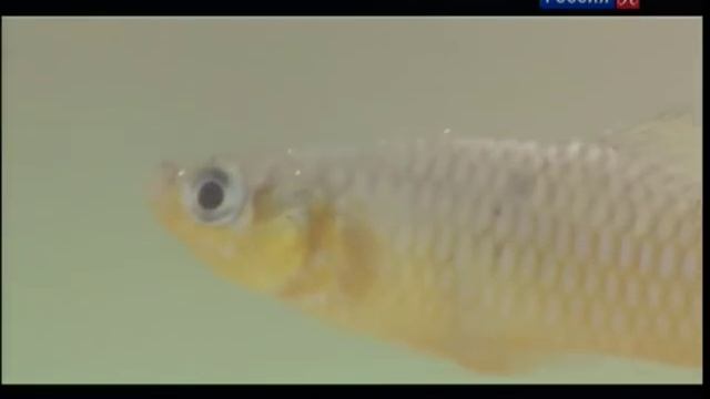 Мир Живой Природы Рыбы в пустыне] смотреть онлайн