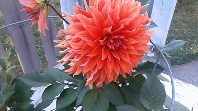 Dahlia colour spectacle смотреть онлайн