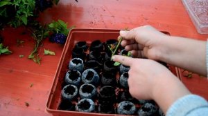 Черенкование петунии осенью. Как сохранить петунию до весны. Черенкование в торфяных таблетках.