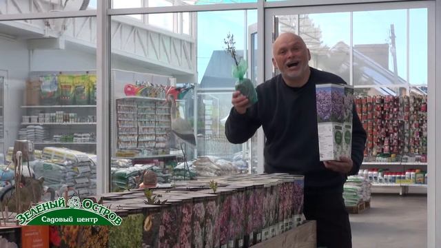 Сирень Мейера балконная