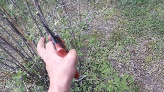 Весенняя обрезка чубушника смотреть онлайн