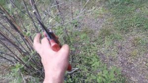 Весенняя обрезка чубушника