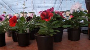 Бизнес на цветочной рассаде.О ценах и покупателях