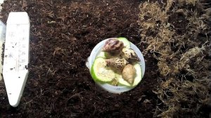 Всё о содержании улиток|Уход за улитками